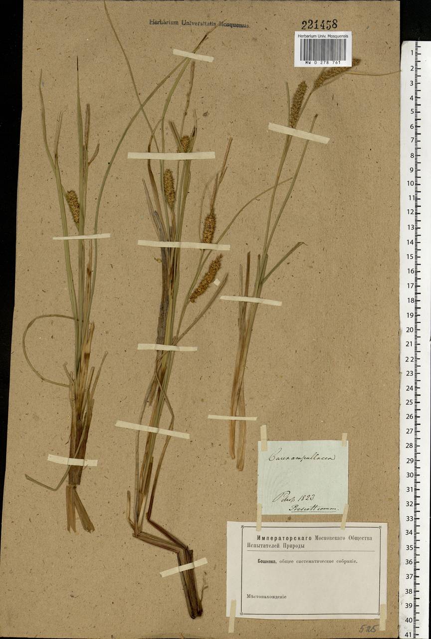 Carex rostrata Stokes , nom. cons., Eastern Europe, North-Western region (E2) (Russia)