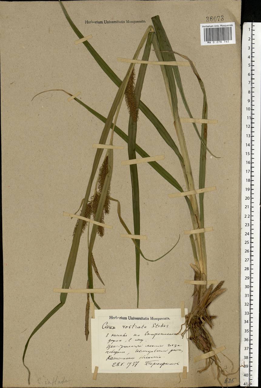 Carex rostrata Stokes , nom. cons., Eastern Europe, North-Western region (E2) (Russia)