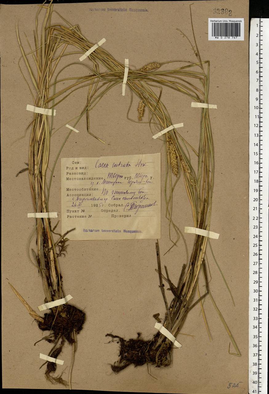 Carex rostrata Stokes , nom. cons., Eastern Europe, North-Western region (E2) (Russia)