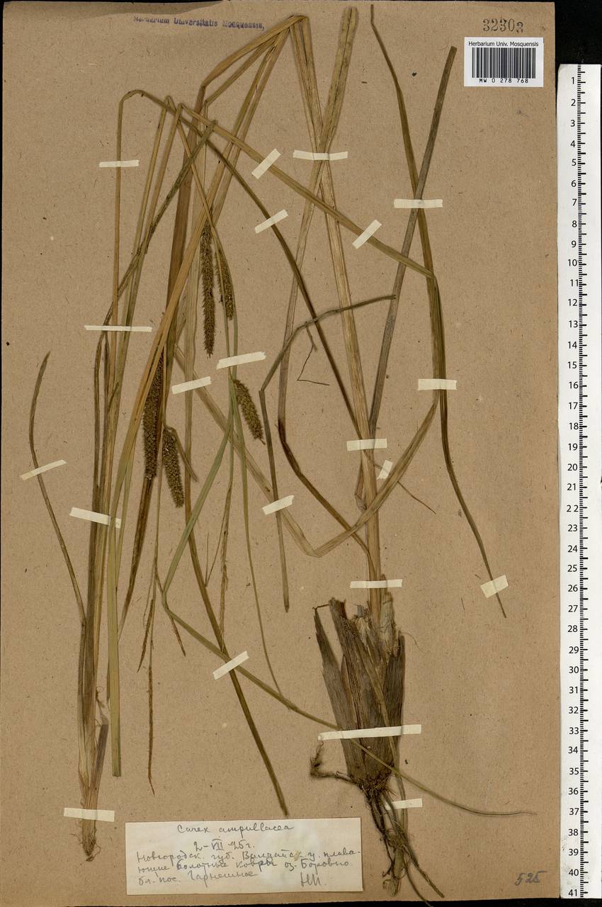 Carex rostrata Stokes , nom. cons., Eastern Europe, North-Western region (E2) (Russia)