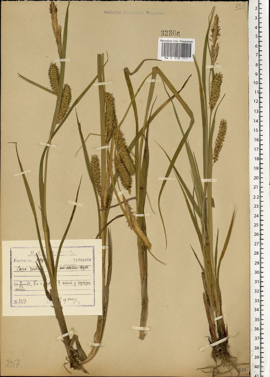 Carex rostrata Stokes , nom. cons., Eastern Europe, North-Western region (E2) (Russia)