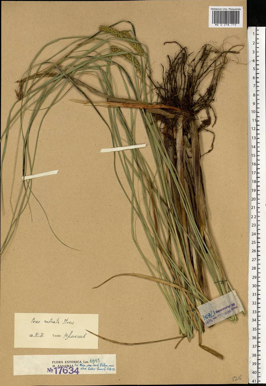 Carex rostrata Stokes , nom. cons., Eastern Europe, Estonia (E2c) (Estonia)