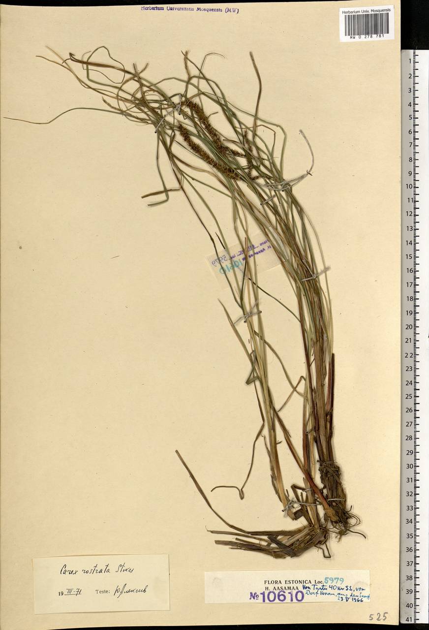 Carex rostrata Stokes , nom. cons., Eastern Europe, Estonia (E2c) (Estonia)