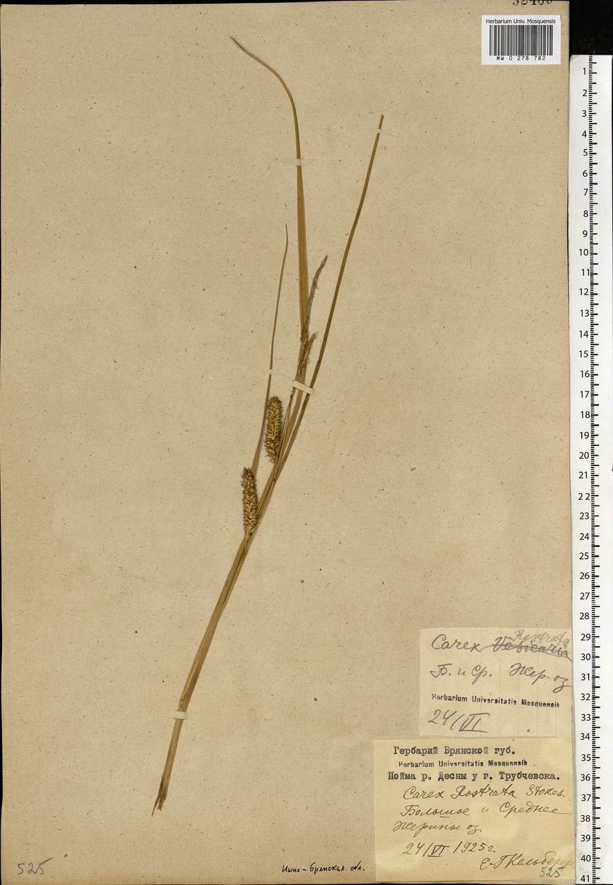 Carex rostrata Stokes, Eastern Europe, Western region (E3) (Russia)