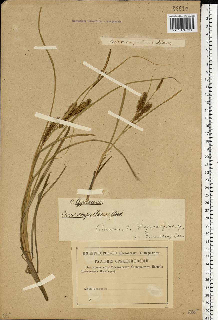 Carex rostrata Stokes , nom. cons., Eastern Europe, Western region (E3) (Russia)