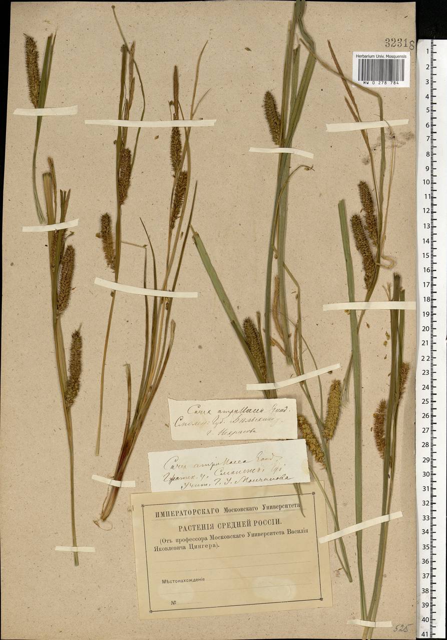 Carex rostrata Stokes , nom. cons., Eastern Europe, North-Western region (E2) (Russia)