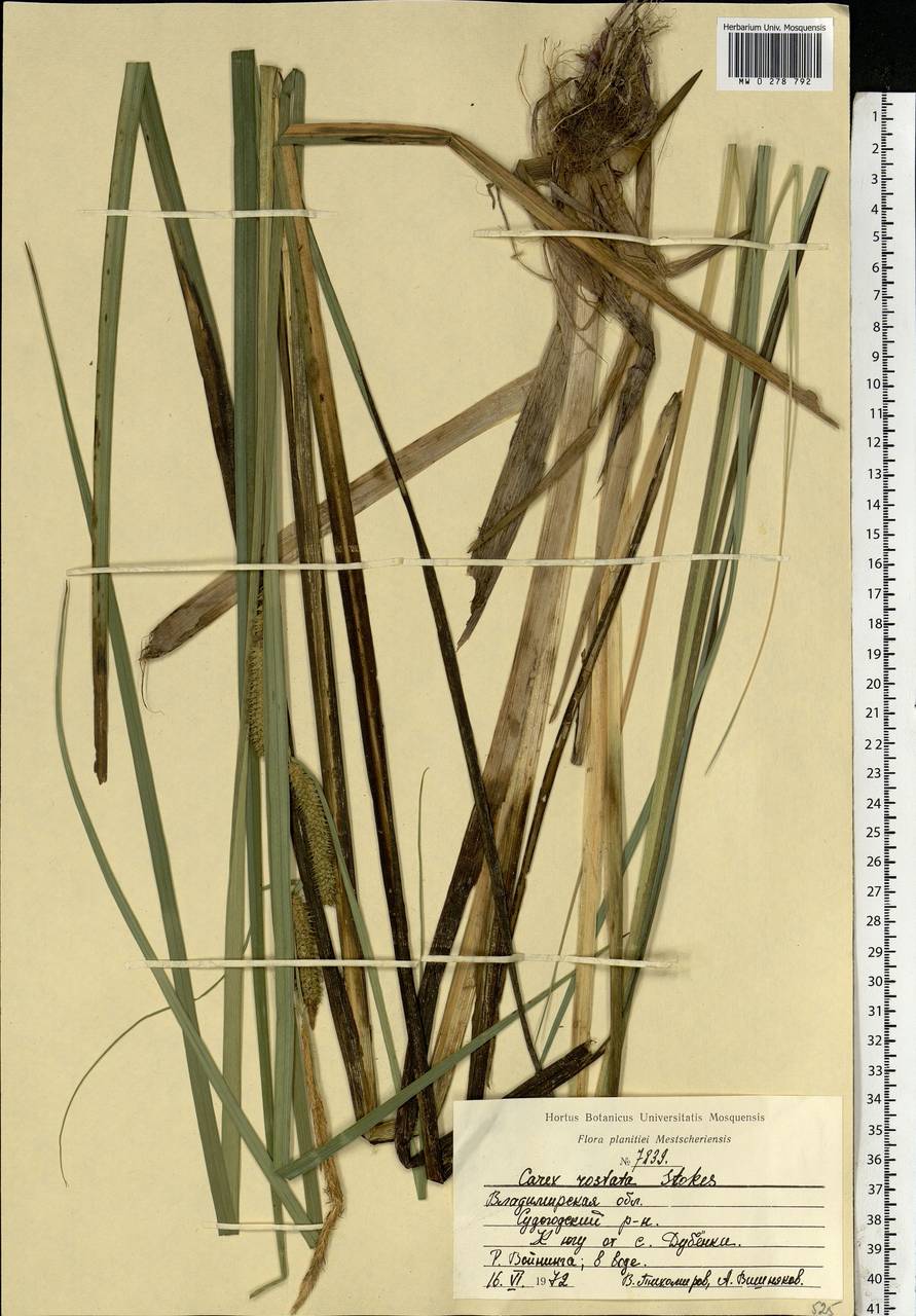 Carex rostrata Stokes , nom. cons., Eastern Europe, Central region (E4) (Russia)