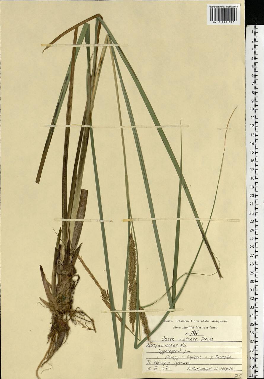 Carex rostrata Stokes , nom. cons., Eastern Europe, Central region (E4) (Russia)