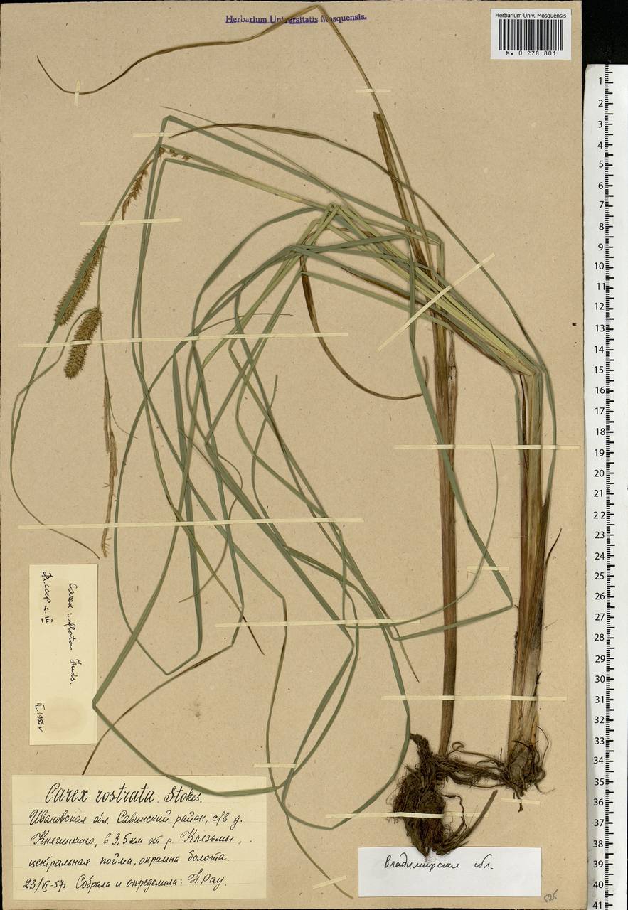 Carex rostrata Stokes , nom. cons., Eastern Europe, Central region (E4) (Russia)