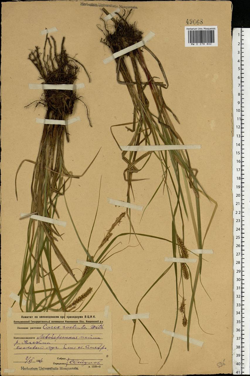 Carex rostrata Stokes, Eastern Europe, Central region (E4) (Russia)
