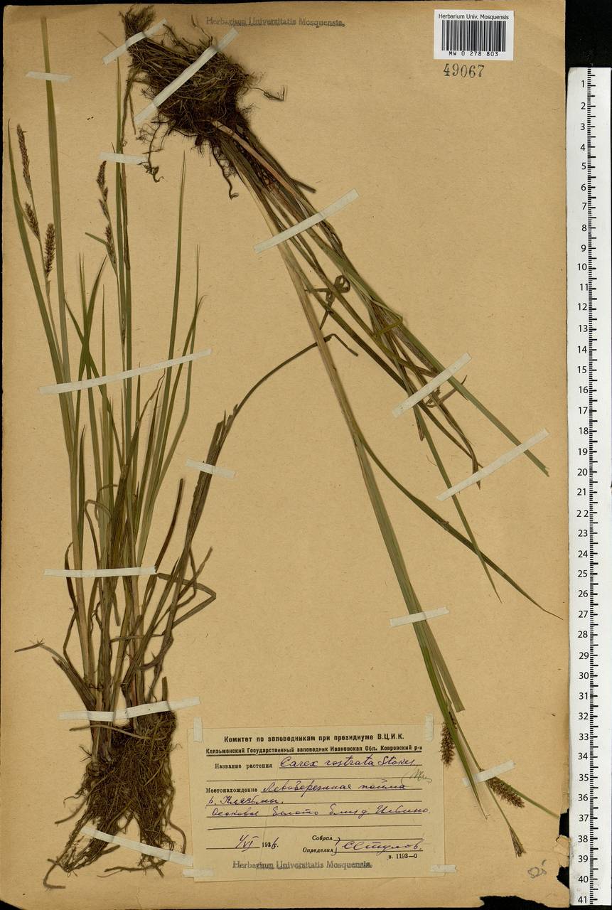 Carex rostrata Stokes , nom. cons., Eastern Europe, Central region (E4) (Russia)