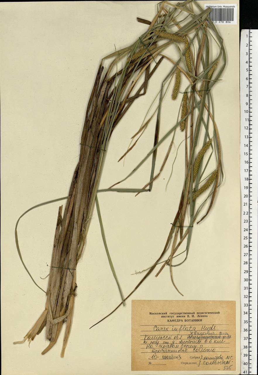Carex rostrata Stokes , nom. cons., Eastern Europe, Central region (E4) (Russia)