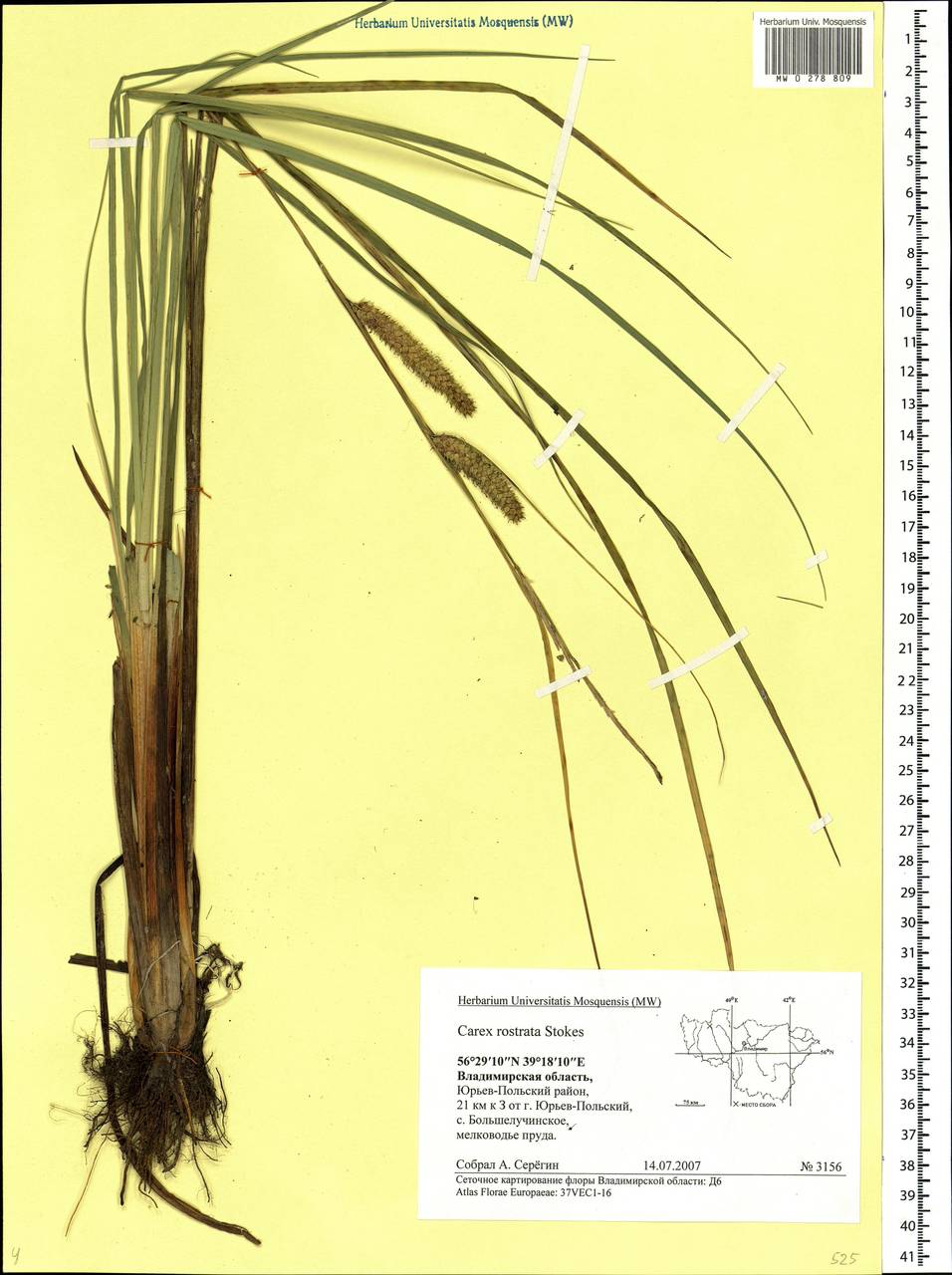 Carex rostrata Stokes , nom. cons., Eastern Europe, Central region (E4) (Russia)