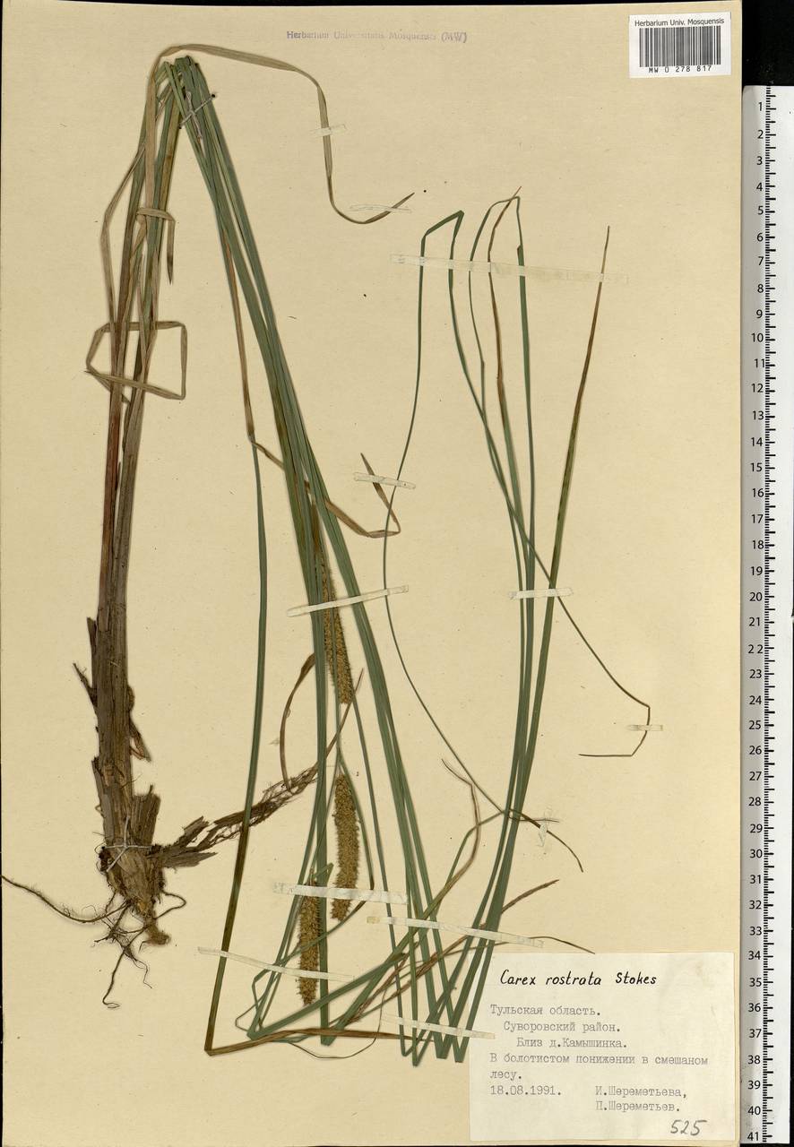 Carex rostrata Stokes , nom. cons., Eastern Europe, Central region (E4) (Russia)