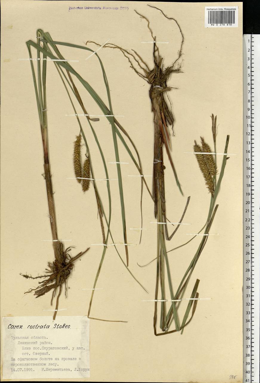 Carex rostrata Stokes , nom. cons., Eastern Europe, Central region (E4) (Russia)