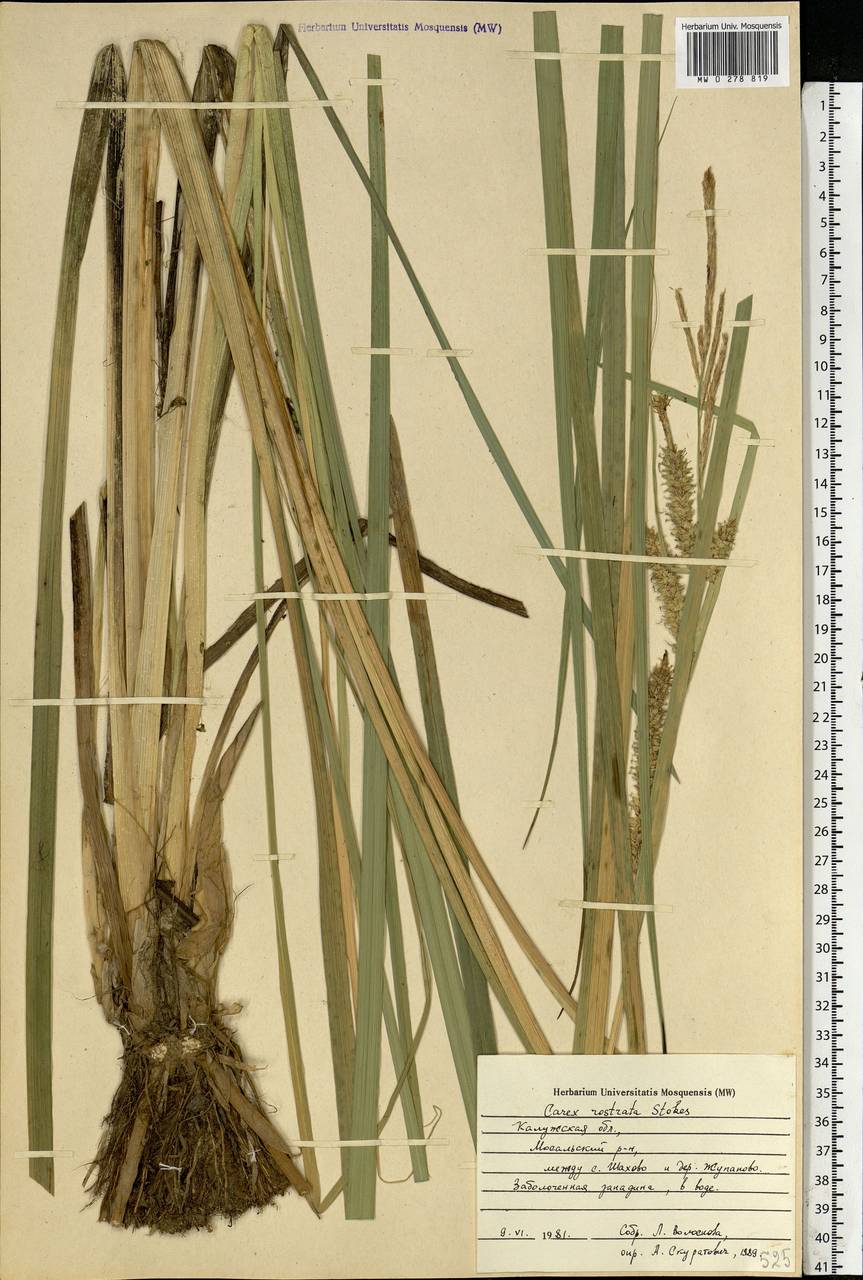 Carex rostrata Stokes , nom. cons., Eastern Europe, Central region (E4) (Russia)