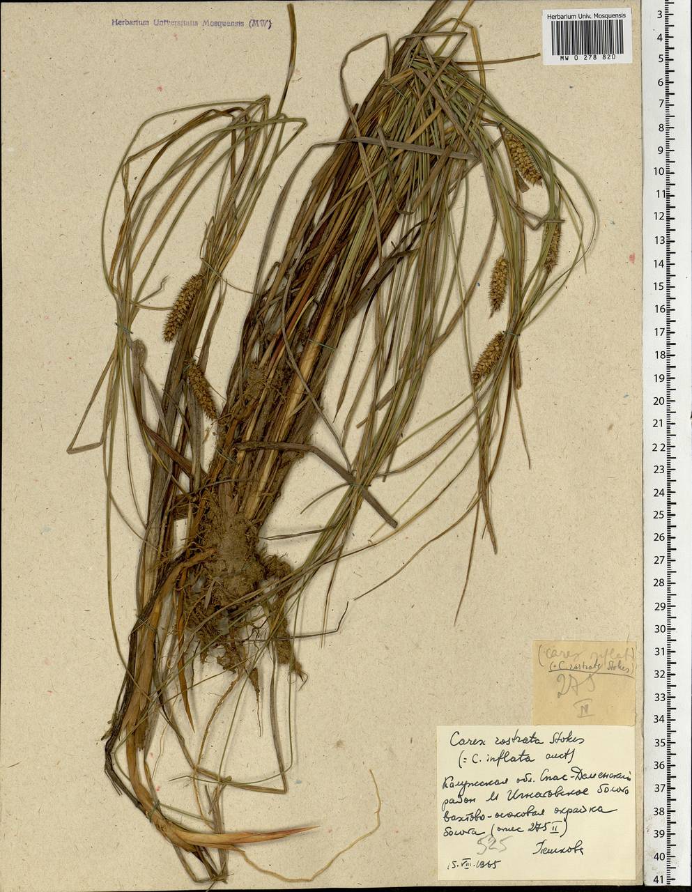 Carex rostrata Stokes, Eastern Europe, Central region (E4) (Russia)