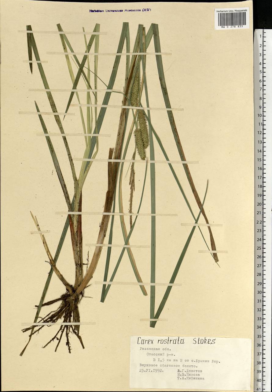 Carex rostrata Stokes , nom. cons., Eastern Europe, Central region (E4) (Russia)