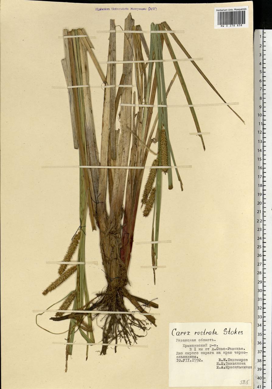 Carex rostrata Stokes , nom. cons., Eastern Europe, Central region (E4) (Russia)