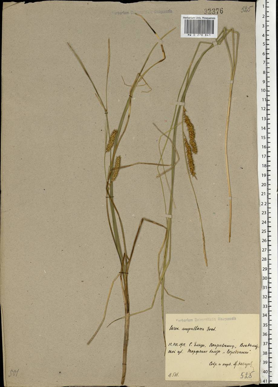 Carex rostrata Stokes , nom. cons., Eastern Europe, Central region (E4) (Russia)