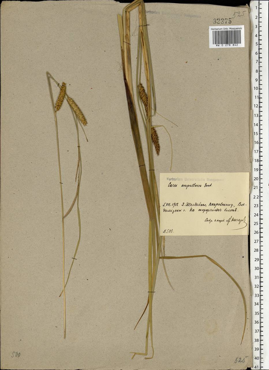 Carex rostrata Stokes , nom. cons., Eastern Europe, Central region (E4) (Russia)