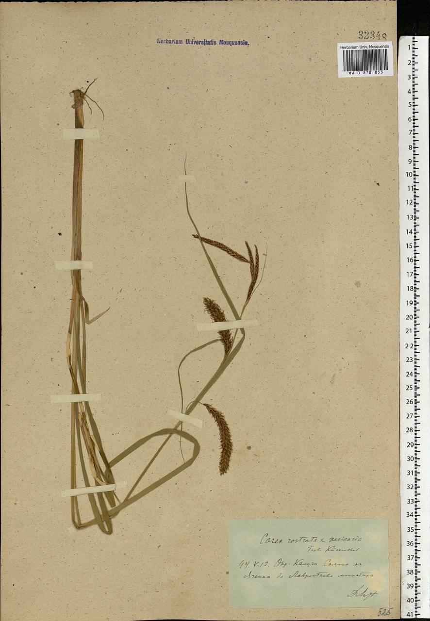 Carex rostrata Stokes , nom. cons., Eastern Europe, Central region (E4) (Russia)