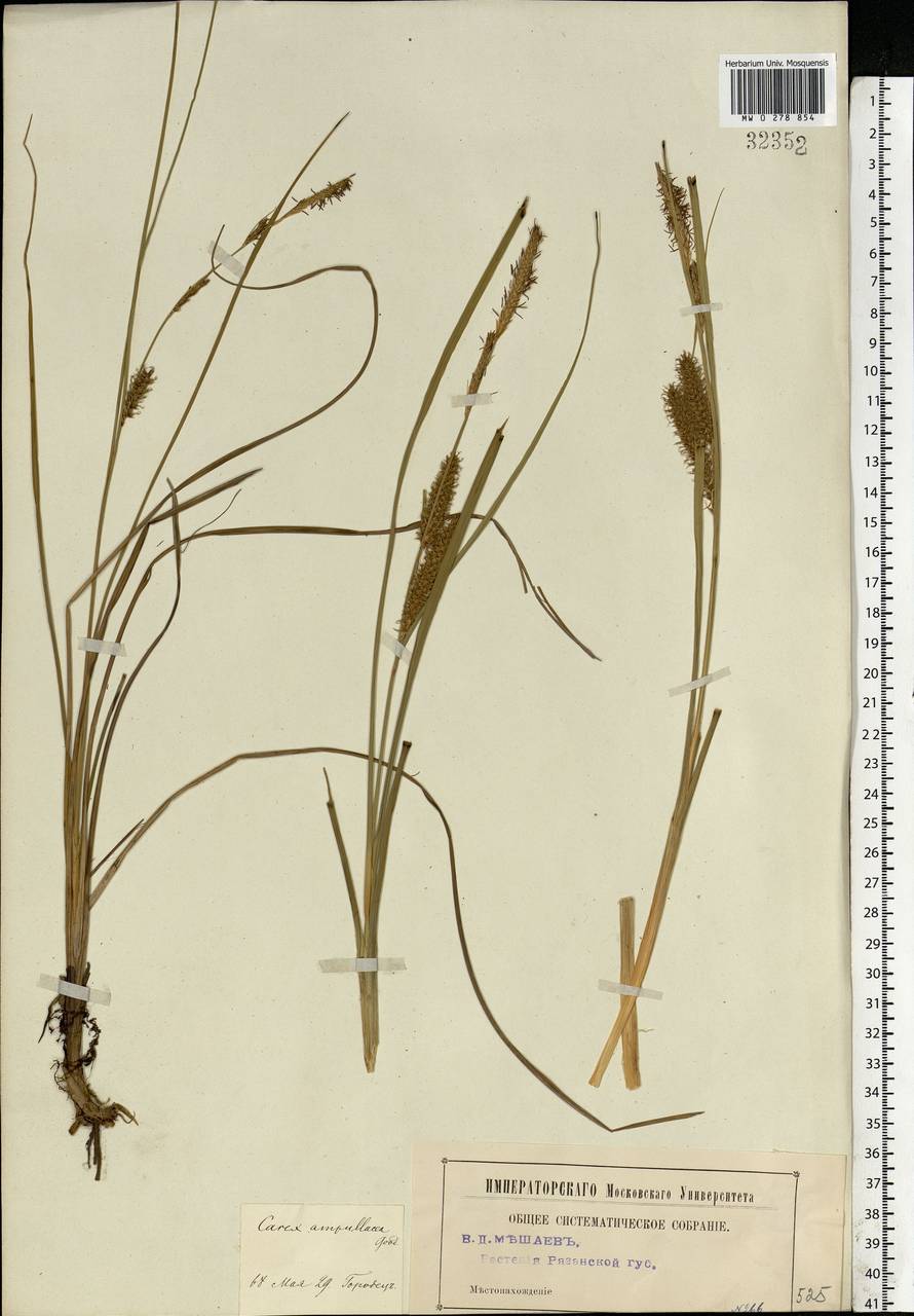 Carex rostrata Stokes , nom. cons., Eastern Europe, Moscow region (E4a) (Russia)