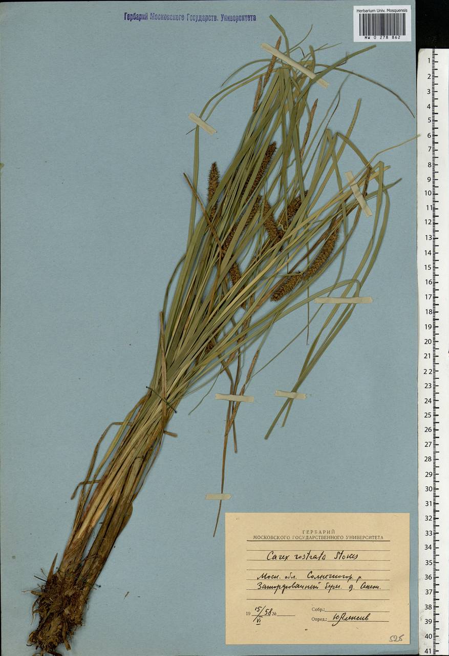 Carex rostrata Stokes , nom. cons., Eastern Europe, Moscow region (E4a) (Russia)