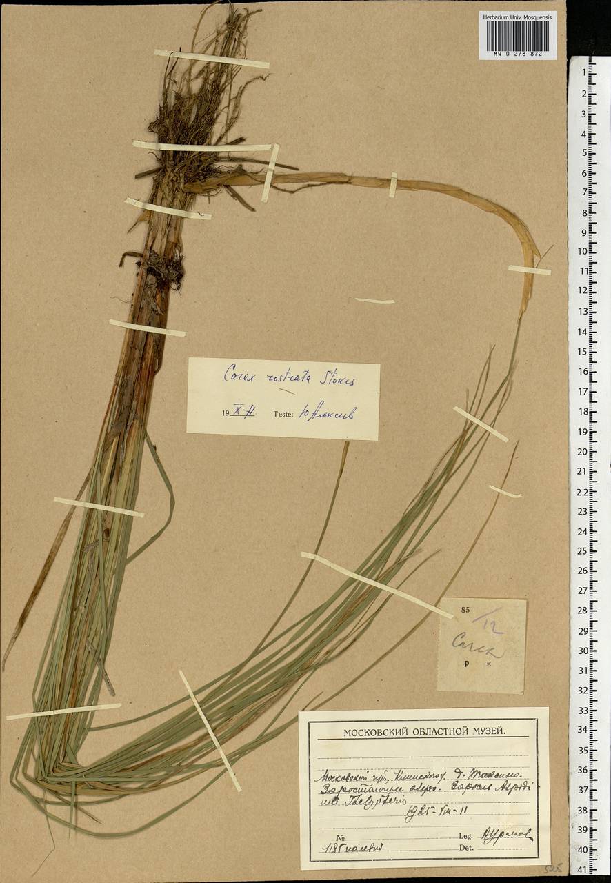 Carex rostrata Stokes, Eastern Europe, Moscow region (E4a) (Russia)