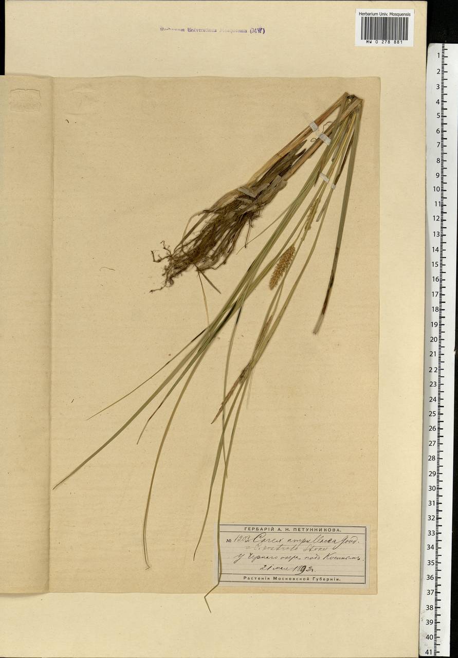 Carex rostrata Stokes , nom. cons., Eastern Europe, Moscow region (E4a) (Russia)