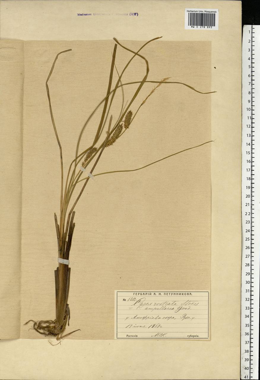 Carex rostrata Stokes , nom. cons., Eastern Europe, Moscow region (E4a) (Russia)