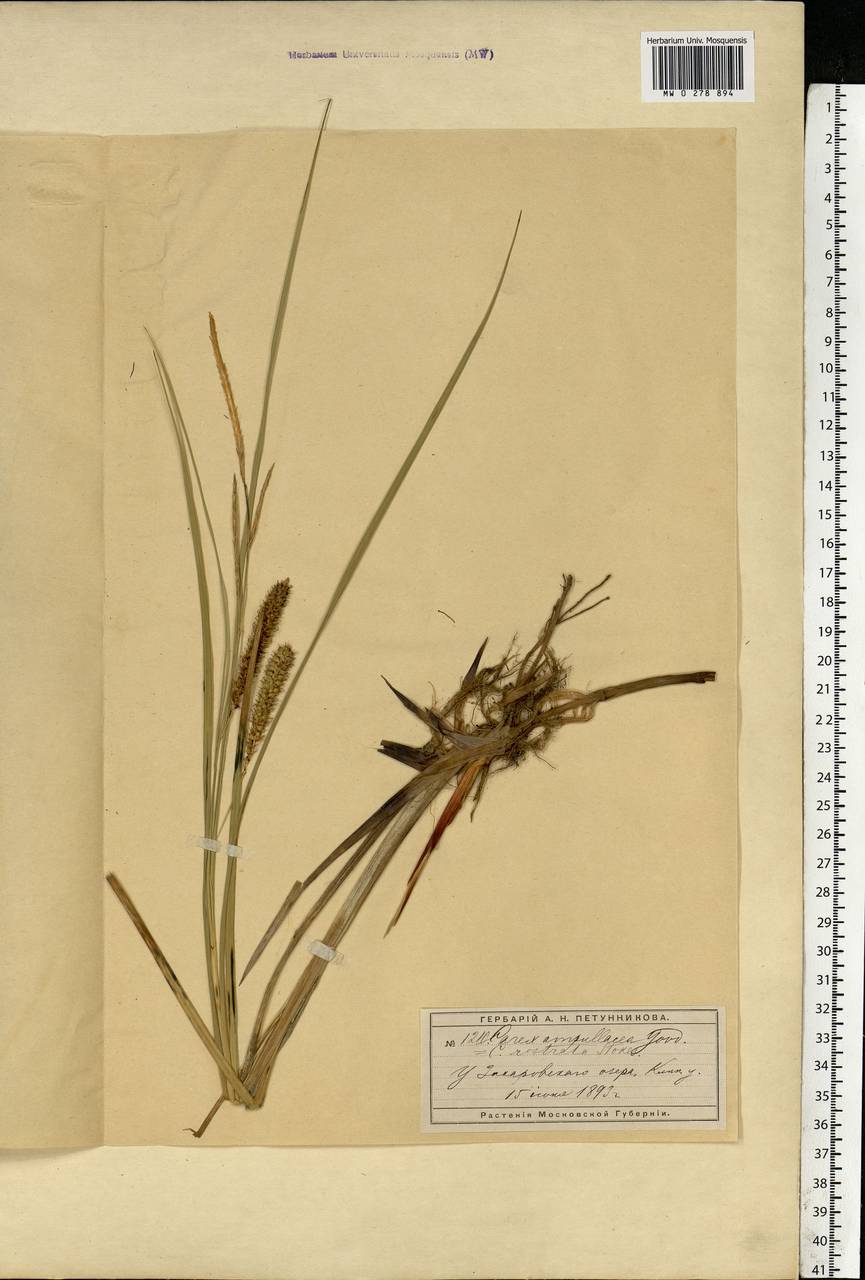 Carex rostrata Stokes , nom. cons., Eastern Europe, Moscow region (E4a) (Russia)