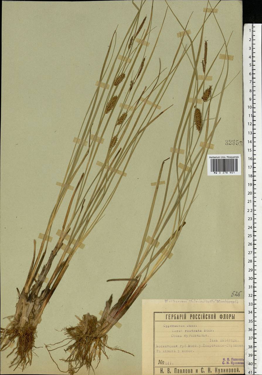 Carex rostrata Stokes , nom. cons., Eastern Europe, Moscow region (E4a) (Russia)