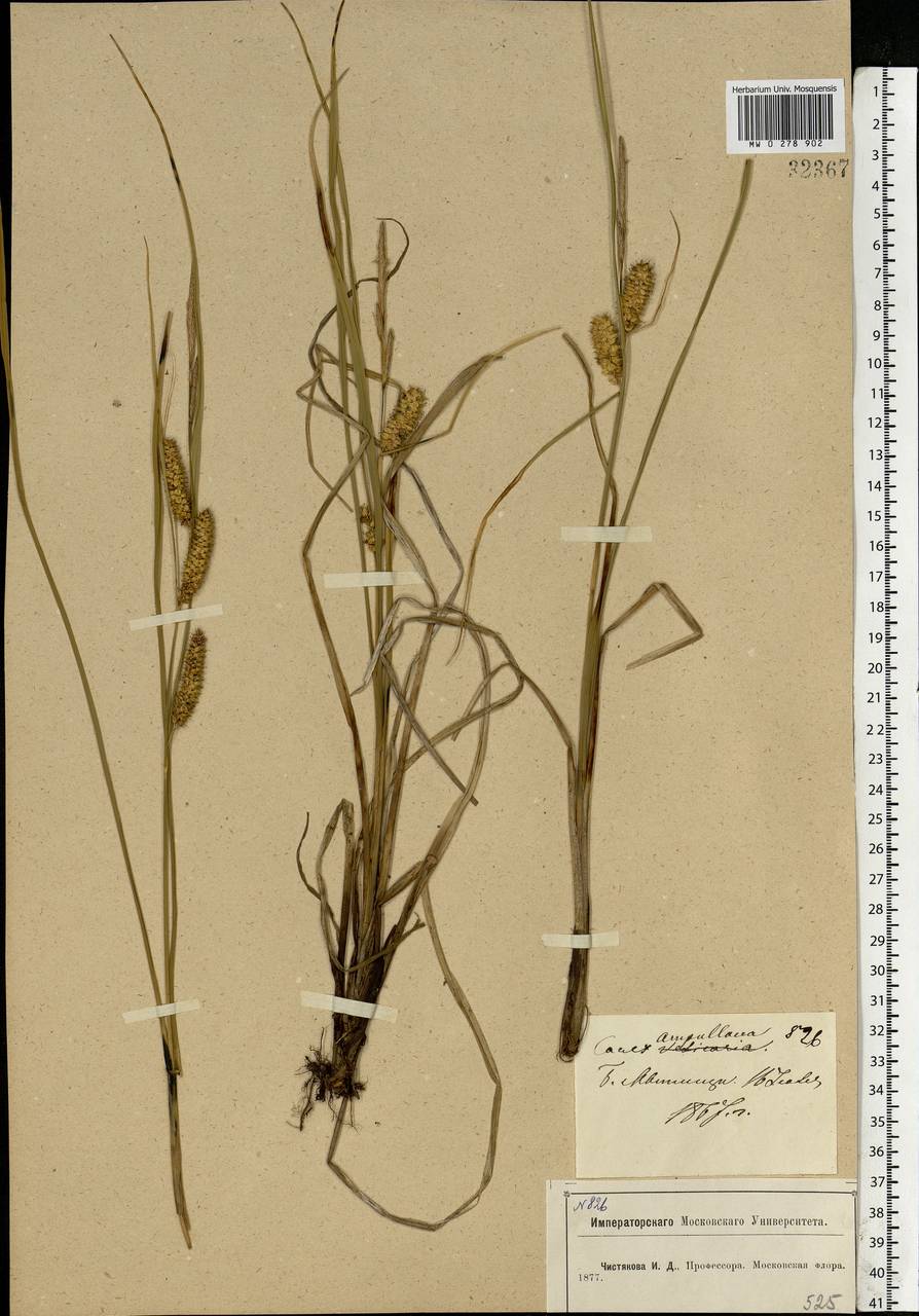 Carex rostrata Stokes , nom. cons., Eastern Europe, Moscow region (E4a) (Russia)