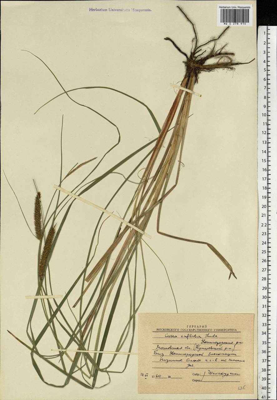 Carex rostrata Stokes , nom. cons., Eastern Europe, Moscow region (E4a) (Russia)