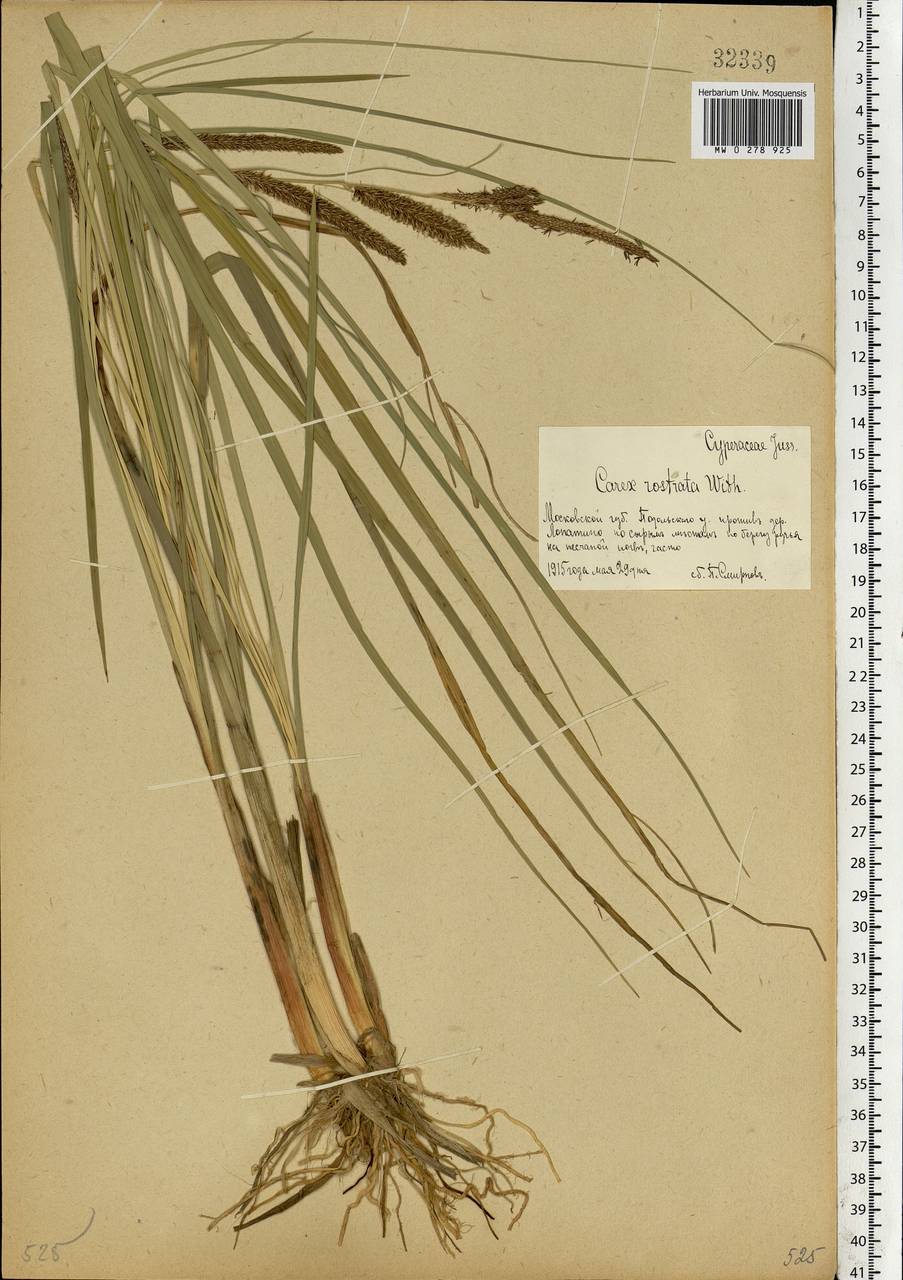 Carex rostrata Stokes , nom. cons., Eastern Europe, Moscow region (E4a) (Russia)