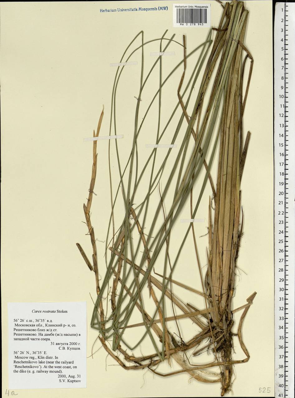 Carex rostrata Stokes , nom. cons., Eastern Europe, Moscow region (E4a) (Russia)