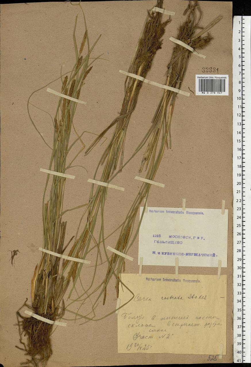 Carex rostrata Stokes , nom. cons., Eastern Europe, Moscow region (E4a) (Russia)