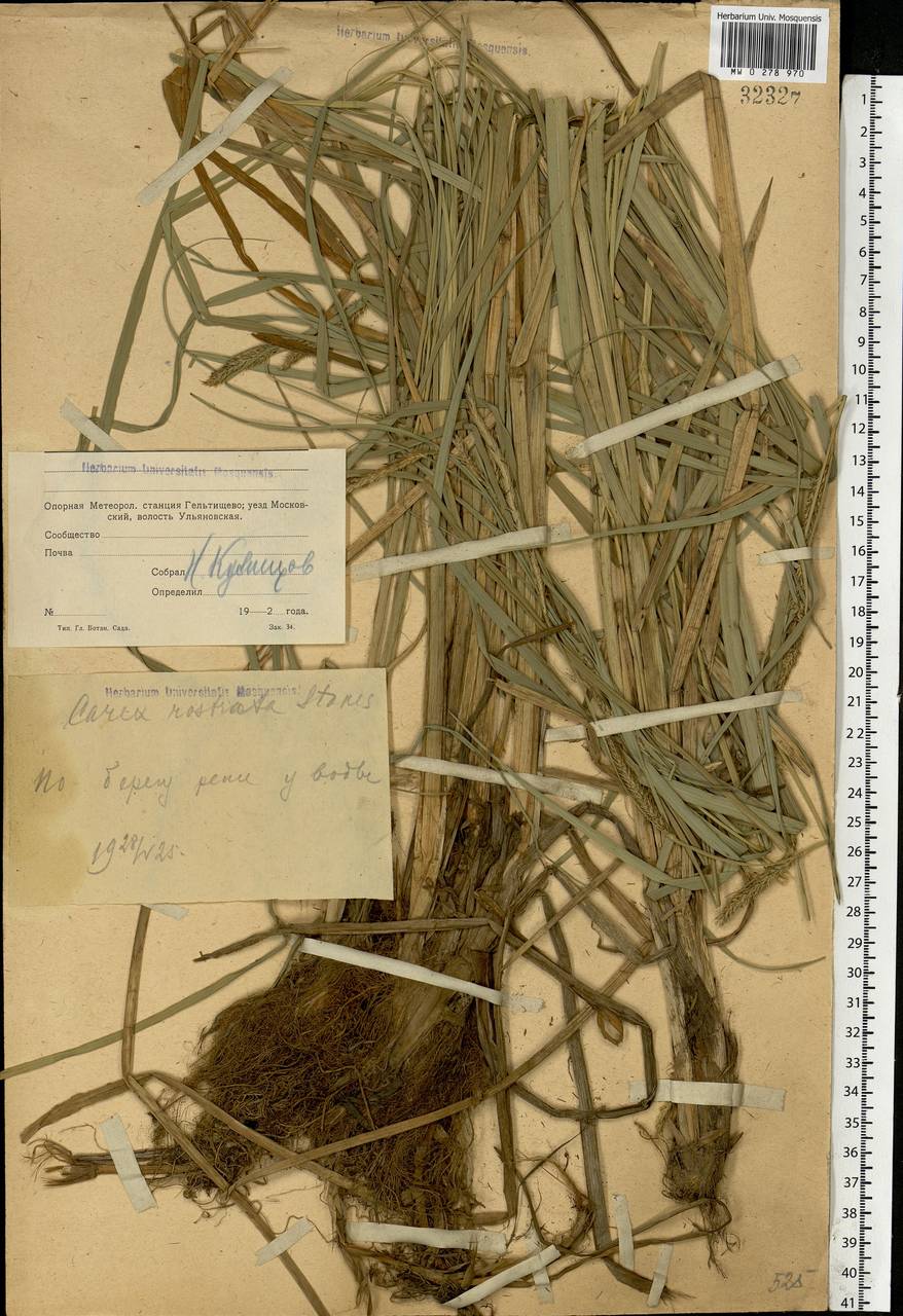 Carex rostrata Stokes , nom. cons., Eastern Europe, Moscow region (E4a) (Russia)
