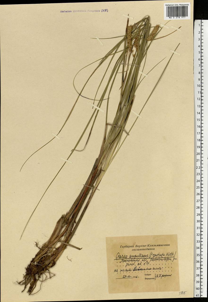 Carex rostrata Stokes , nom. cons., Eastern Europe, Moscow region (E4a) (Russia)