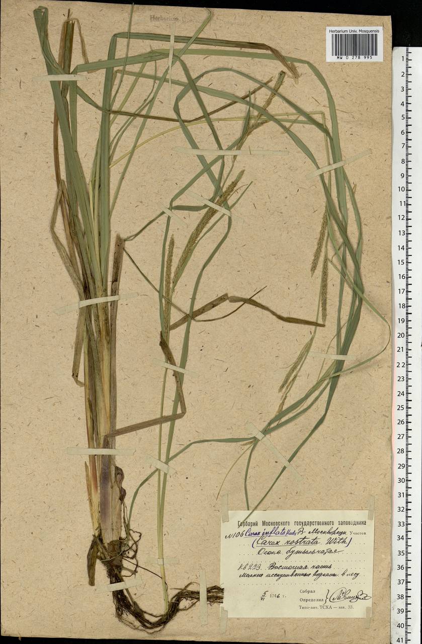 Carex rostrata Stokes , nom. cons., Eastern Europe, Moscow region (E4a) (Russia)