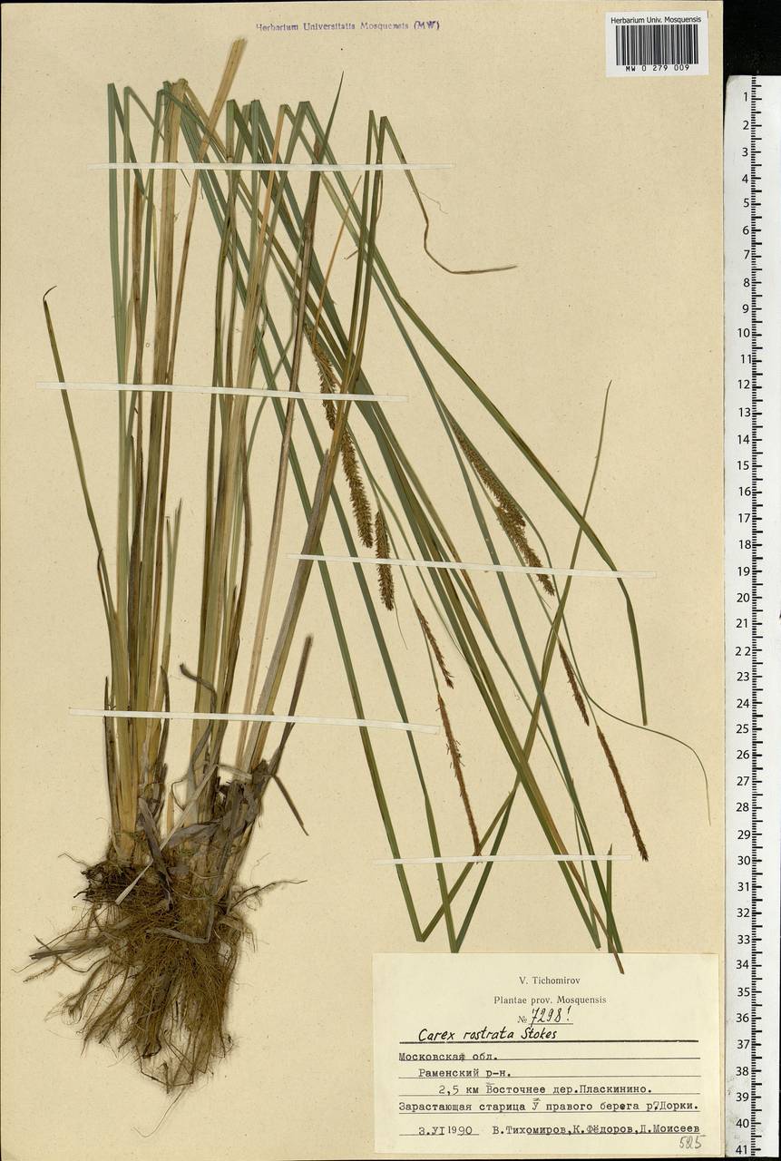 Carex rostrata Stokes , nom. cons., Eastern Europe, Moscow region (E4a) (Russia)