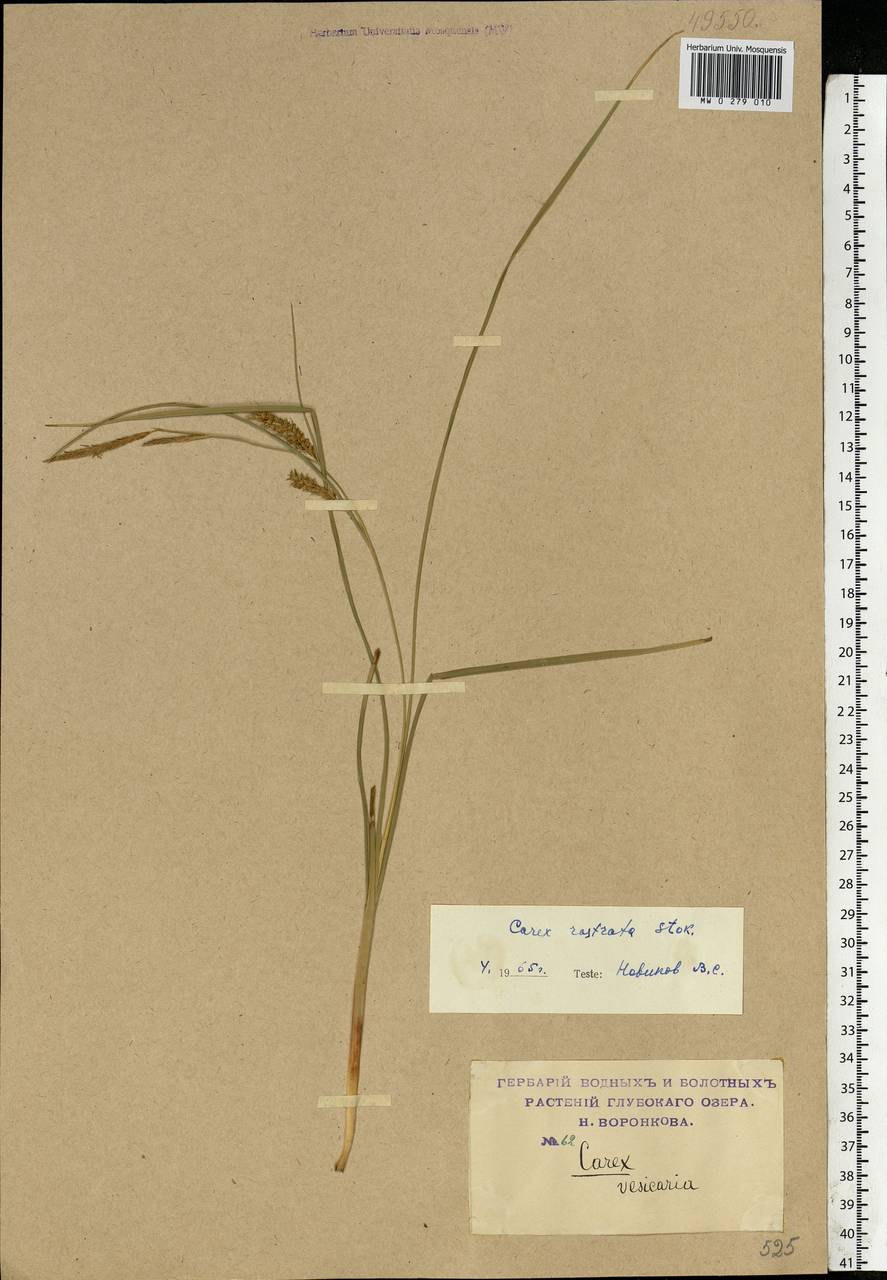Carex rostrata Stokes , nom. cons., Eastern Europe, Moscow region (E4a) (Russia)