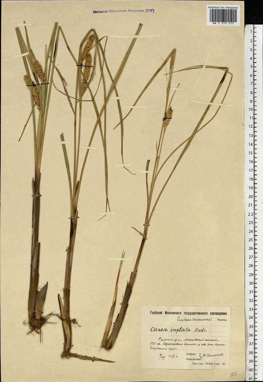 Carex rostrata Stokes , nom. cons., Eastern Europe, Moscow region (E4a) (Russia)