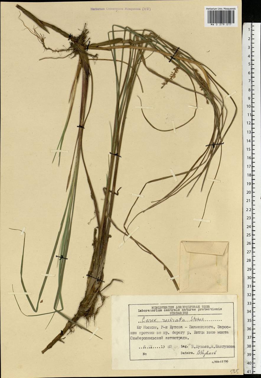 Carex rostrata Stokes , nom. cons., Eastern Europe, Moscow region (E4a) (Russia)