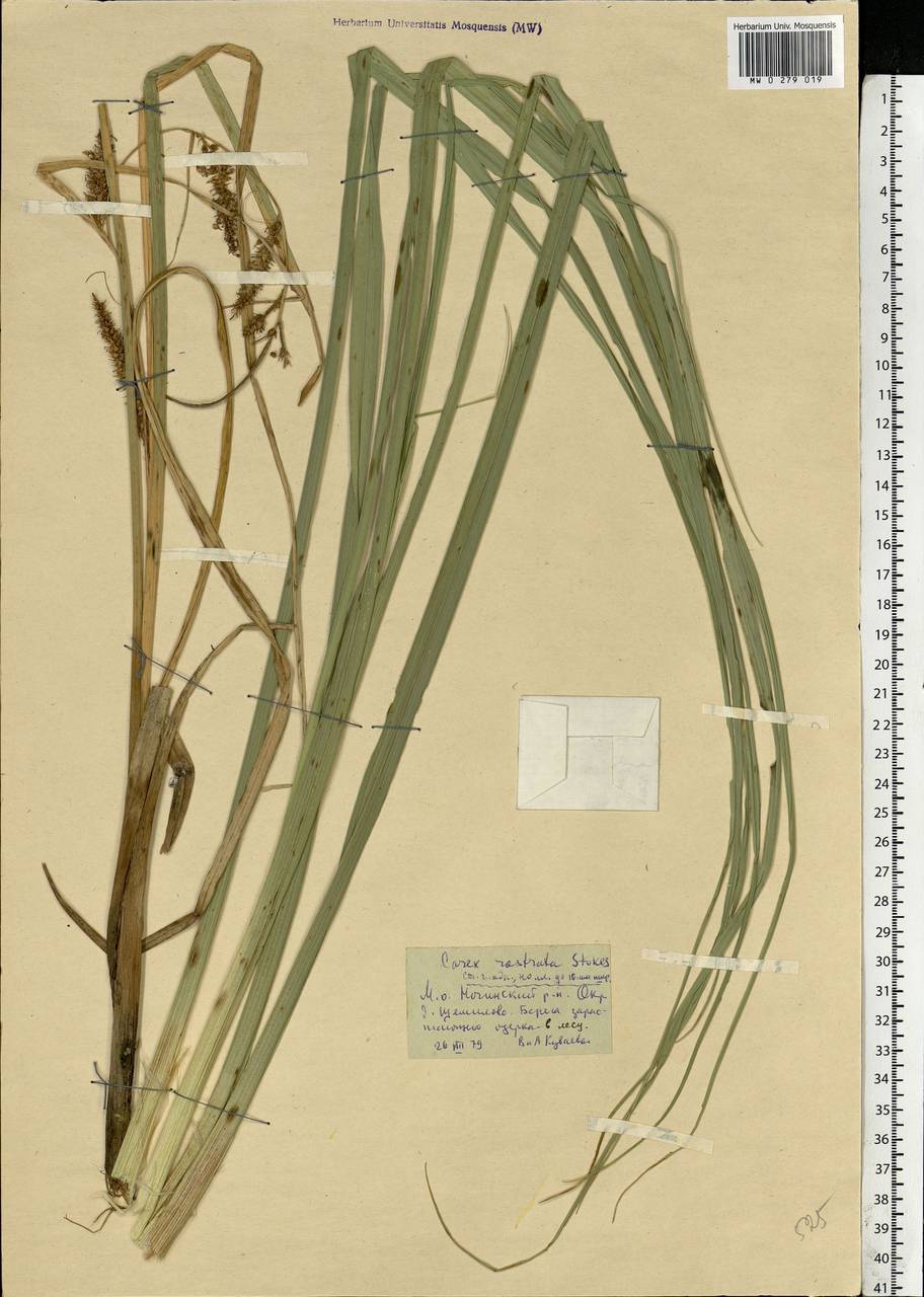 Carex rostrata Stokes , nom. cons., Eastern Europe, Moscow region (E4a) (Russia)