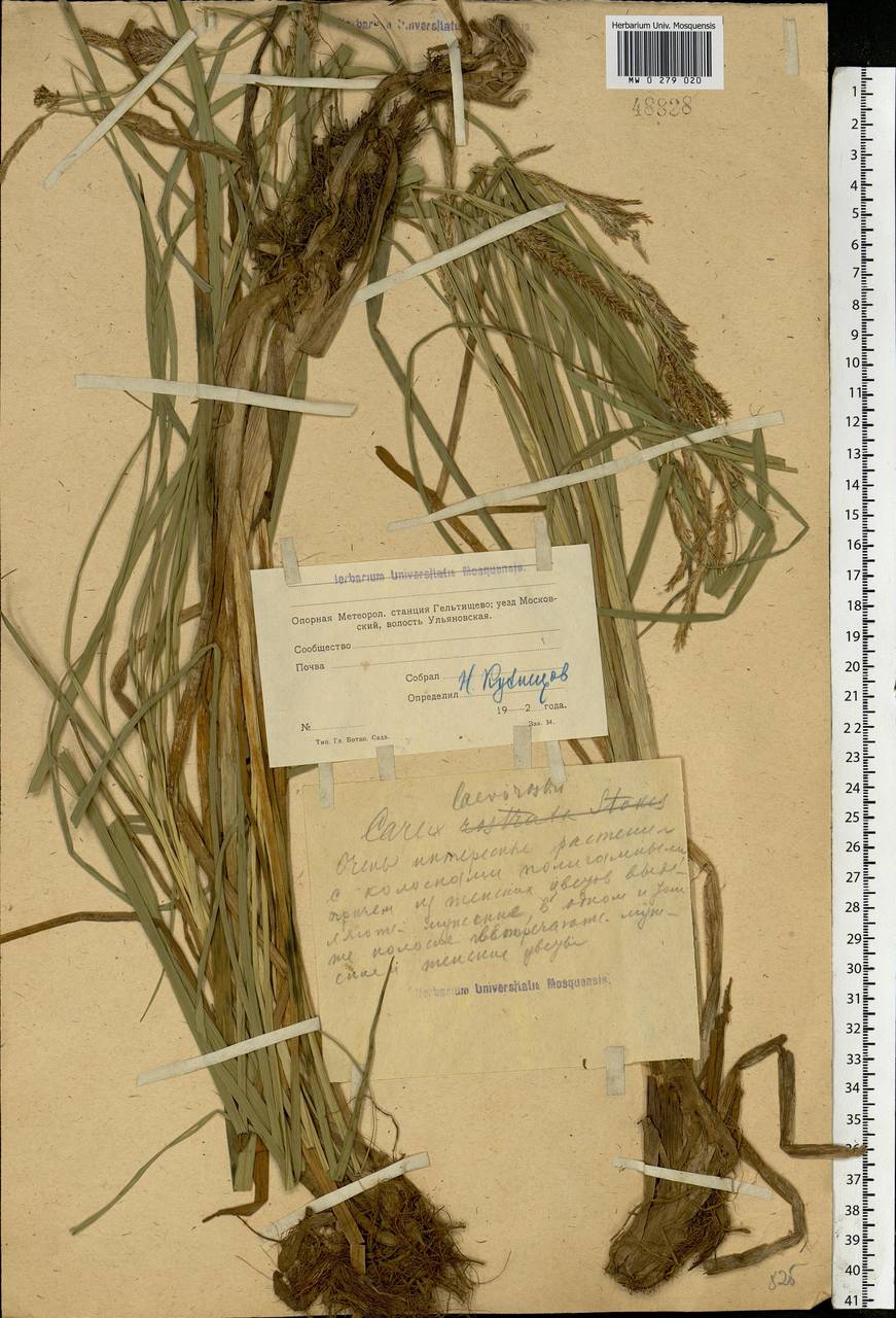 Carex rostrata Stokes , nom. cons., Eastern Europe, Moscow region (E4a) (Russia)