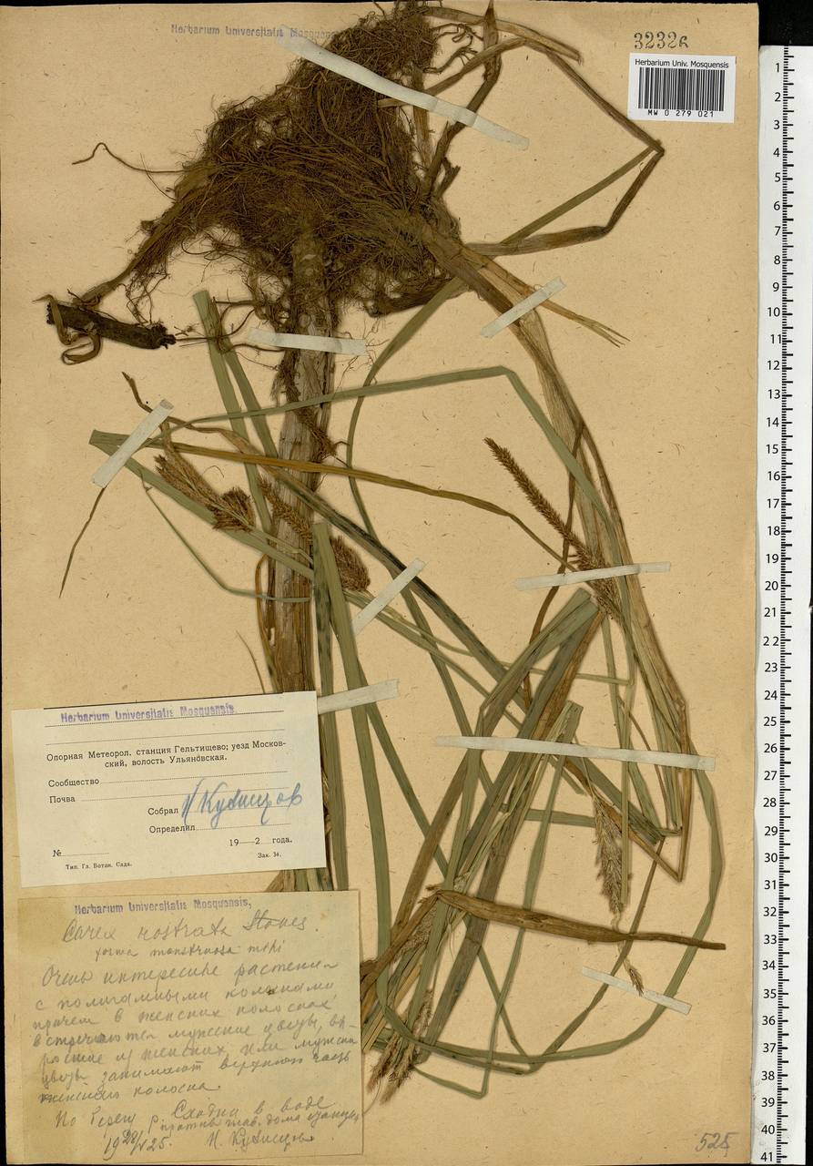 Carex rostrata Stokes , nom. cons., Eastern Europe, Moscow region (E4a) (Russia)