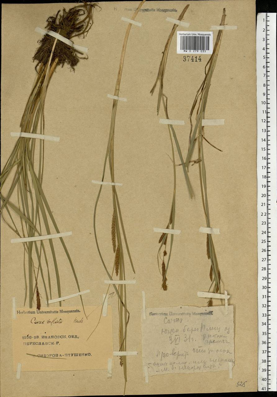 Carex rostrata Stokes, Eastern Europe, Central forest region (E5) (Russia)