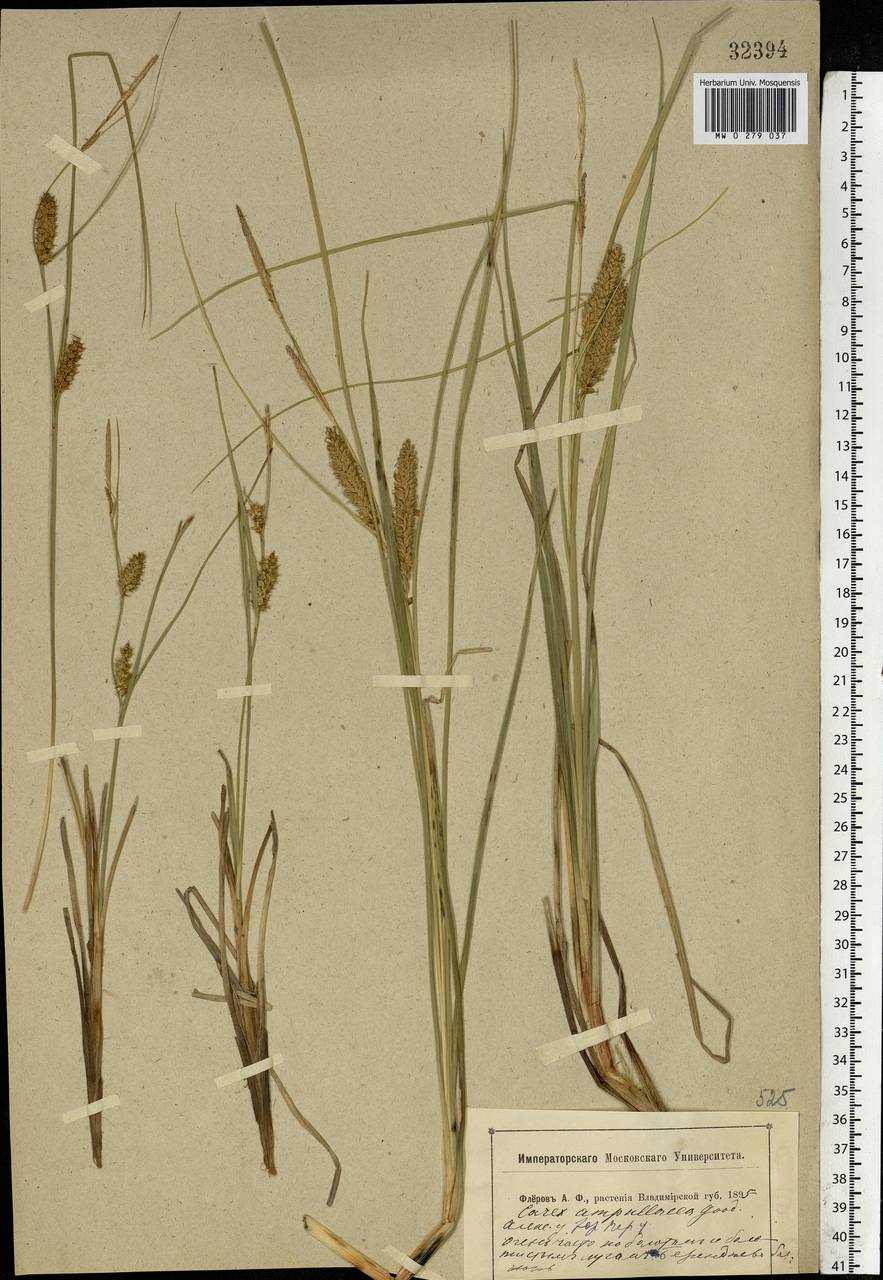 Carex rostrata Stokes, Eastern Europe, Central forest region (E5) (Russia)